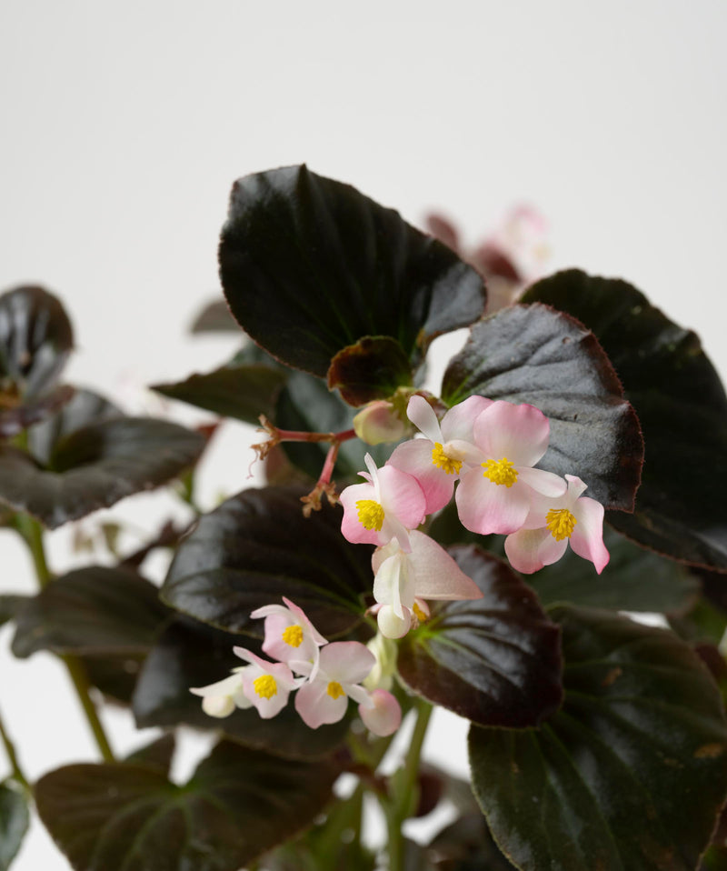 Begonia Semperflorens