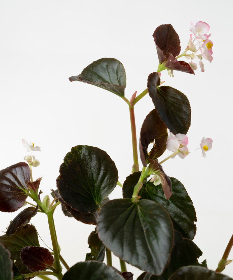 Begonia Semperflorens#detail-photo