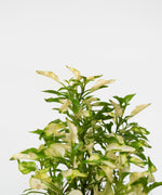 Alternanthera ficoidea cultivars#detail-photo