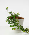 Ficus pumila#detail-photo