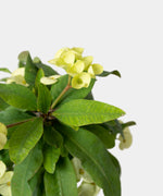 Euphorbia milii#detail-photo