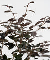 Loropetalum chinense