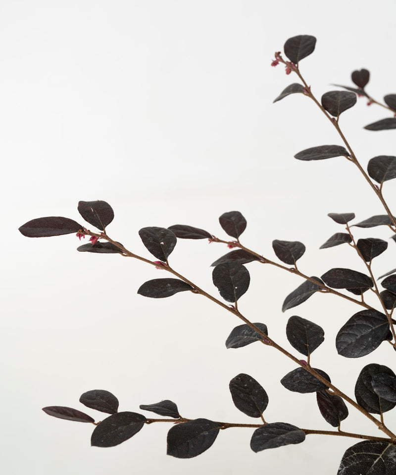 Loropetalum chinense#detail-photo