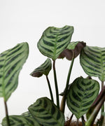 Ctenanthe burle-marxii#detail-photo