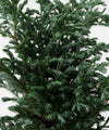 Chamaecyparis pisifera