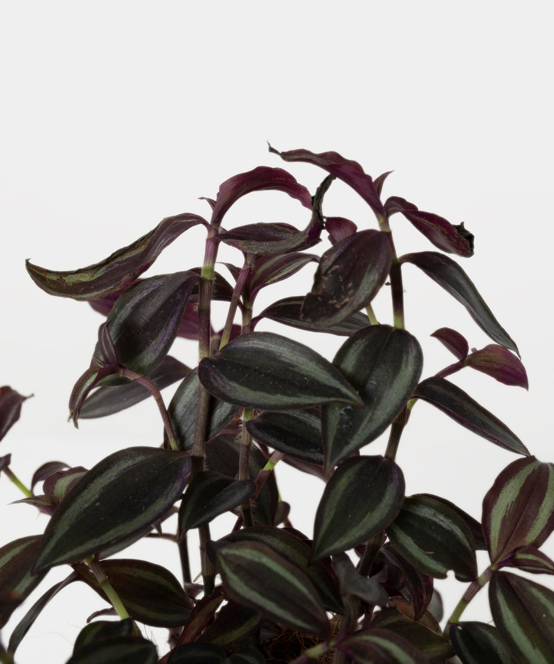 Tradescantia zebrina#detail-photo