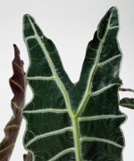 Alocasia × mortfontanensis André#detail-photo