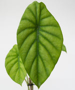 Alocasia clypeolata