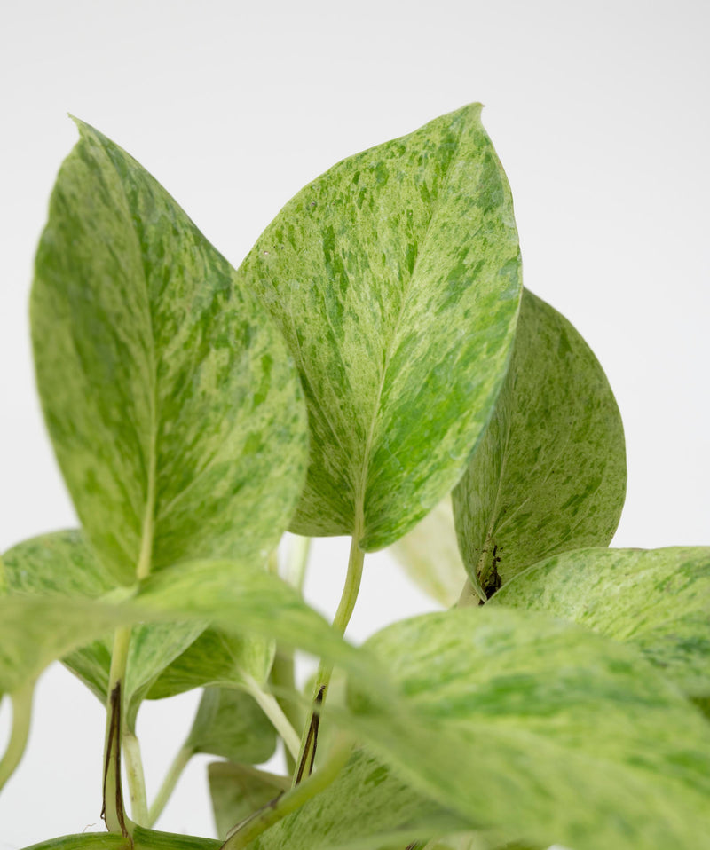 Epipremnum aureum 'marble variegatum'#detail-photo