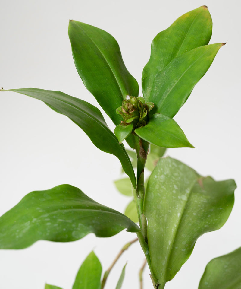 Costus phyllocephalus