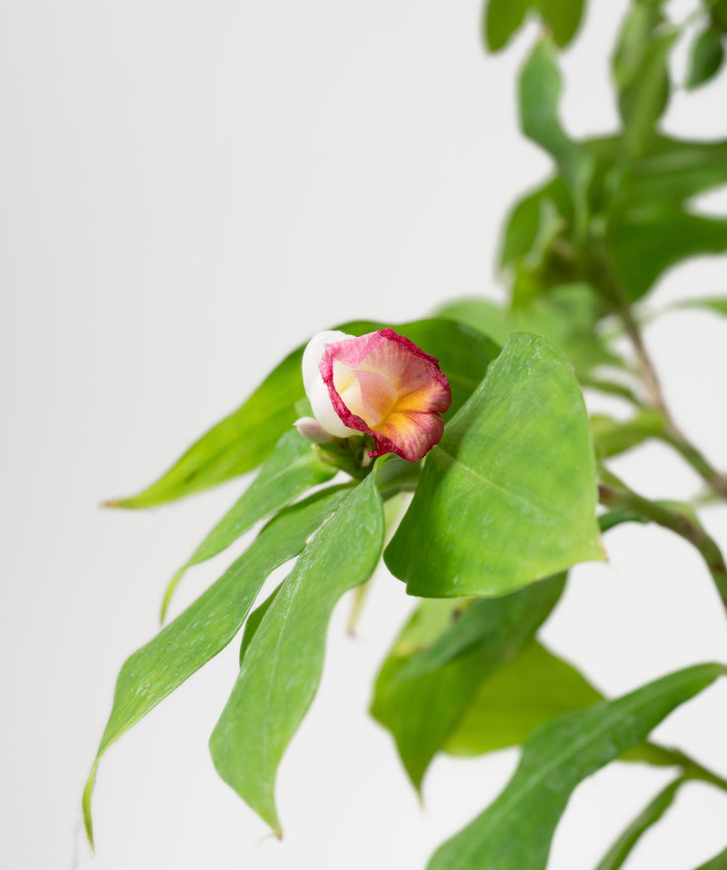 Costus phyllocephalus#detail-photo