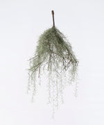 Spanish Moss