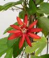 Passiflora coccinea#detail-photo