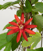 Passiflora coccinea#detail-photo