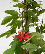 Passiflora coccinea