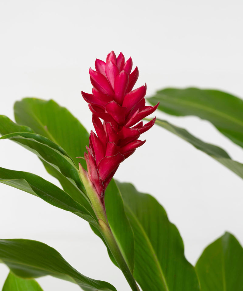 Alpinia purpurata#detail-photo