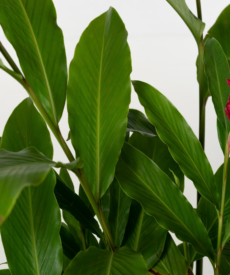 Alpinia purpurata