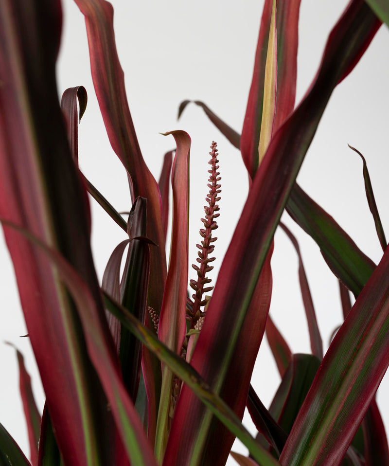 Cordyline fruticosa 'Red Edge'#detail-photo