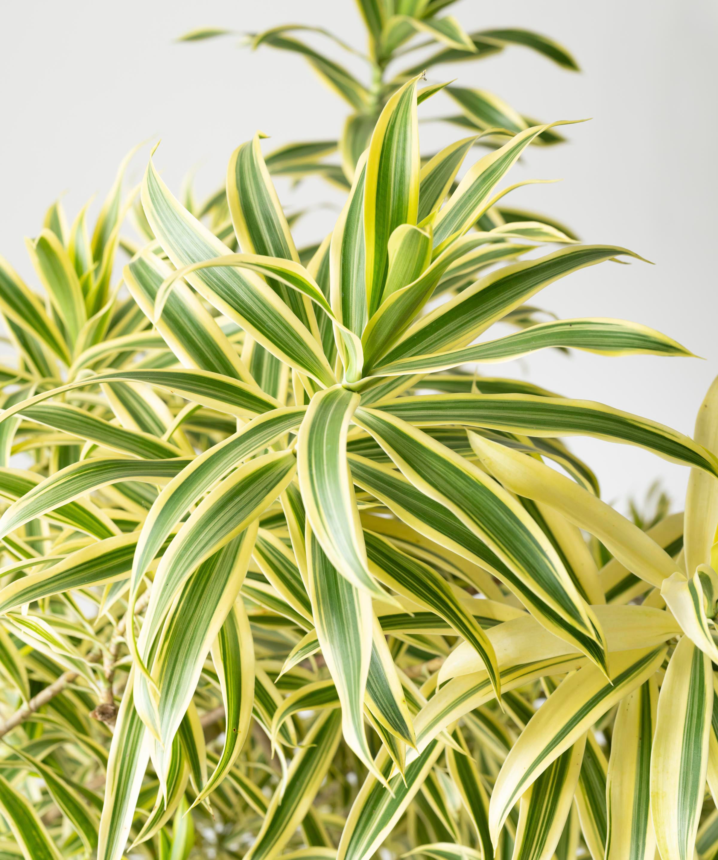 Dracaena 'Song of India' – Bali Nursery